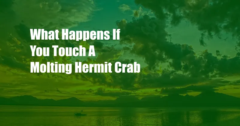 What Happens If You Touch A Molting Hermit Crab