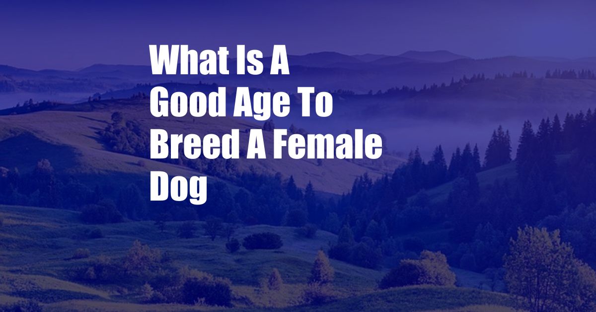 What Is A Good Age To Breed A Female Dog