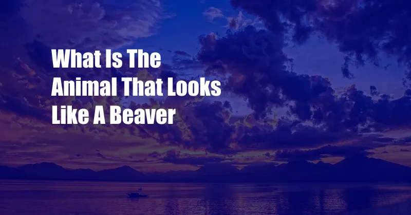 What Is The Animal That Looks Like A Beaver