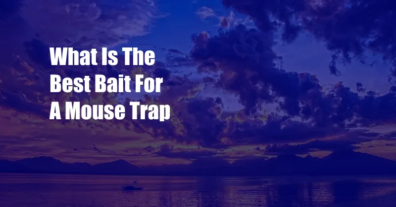 What Is The Best Bait For A Mouse Trap