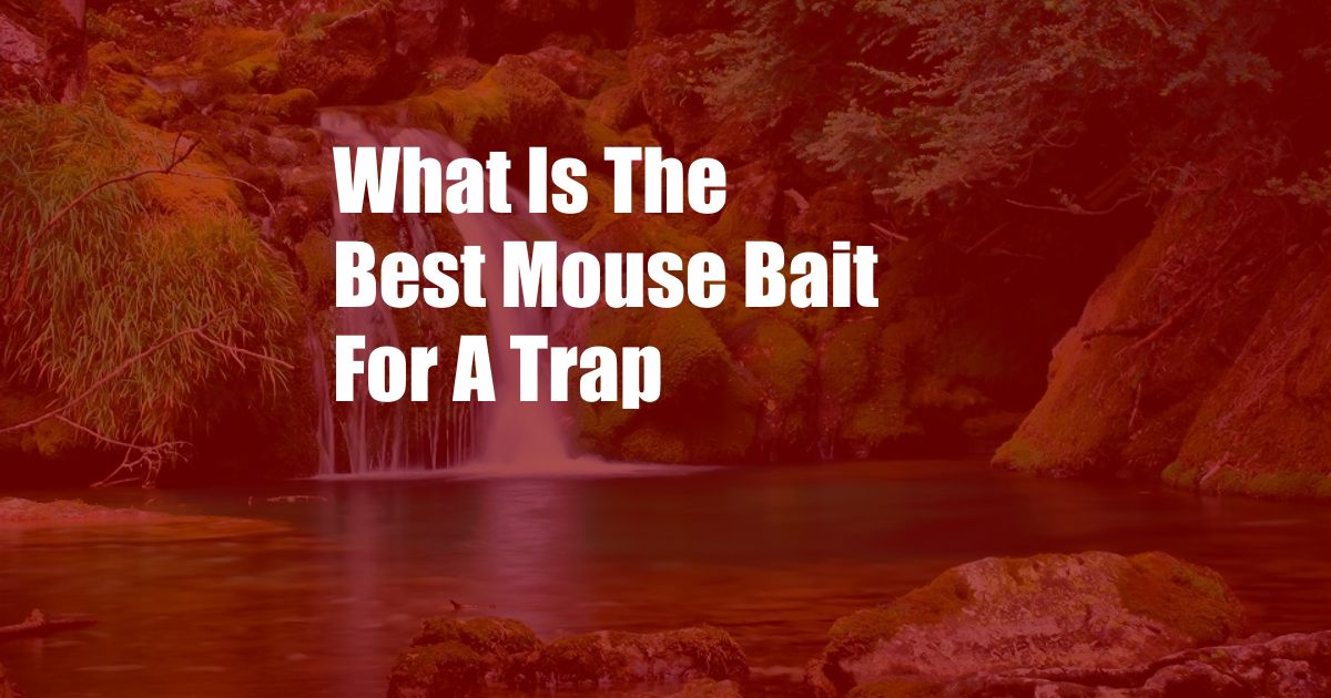 What Is The Best Mouse Bait For A Trap