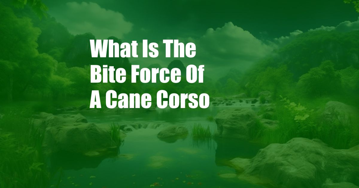 What Is The Bite Force Of A Cane Corso
