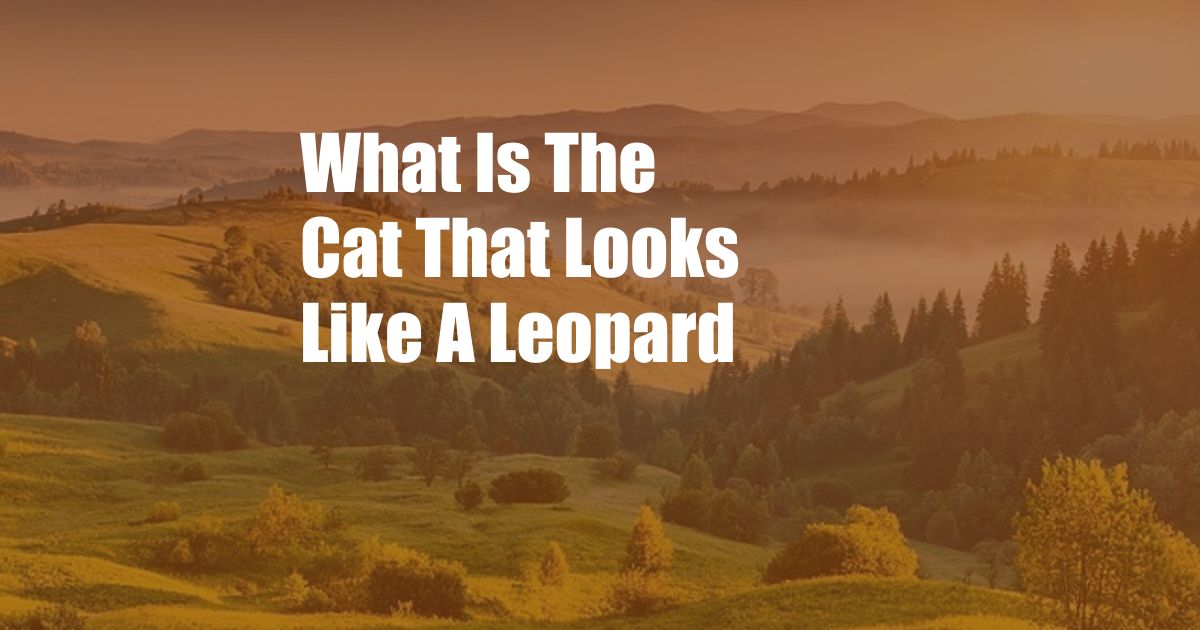 What Is The Cat That Looks Like A Leopard