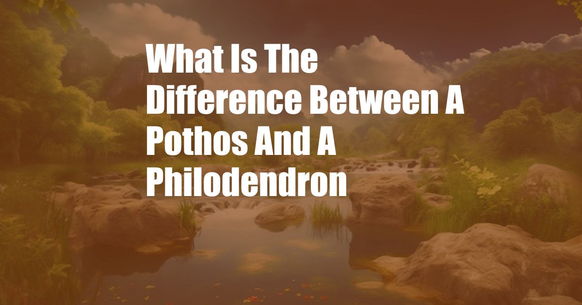 What Is The Difference Between A Pothos And A Philodendron