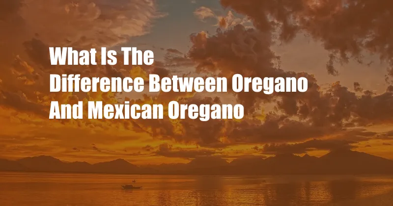 What Is The Difference Between Oregano And Mexican Oregano