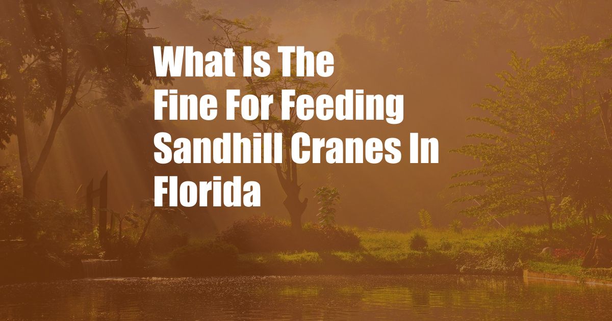 What Is The Fine For Feeding Sandhill Cranes In Florida