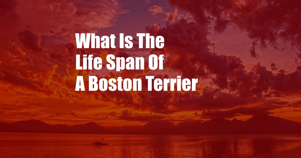 What Is The Life Span Of A Boston Terrier