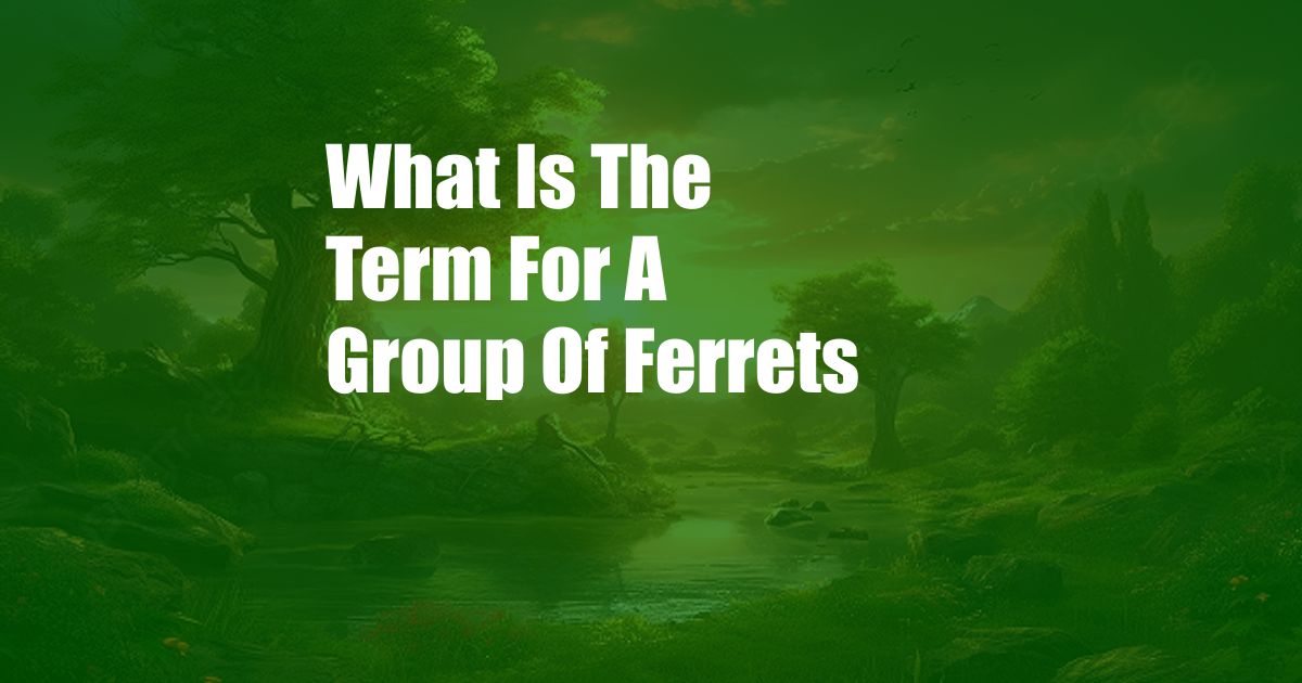 What Is The Term For A Group Of Ferrets