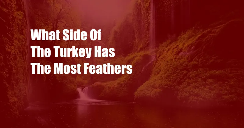 What Side Of The Turkey Has The Most Feathers