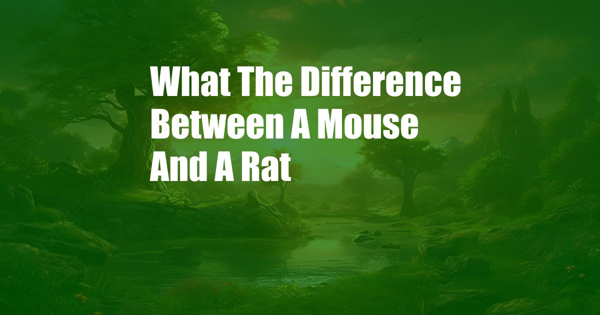 What The Difference Between A Mouse And A Rat