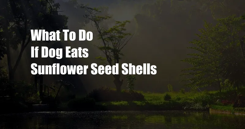 What To Do If Dog Eats Sunflower Seed Shells