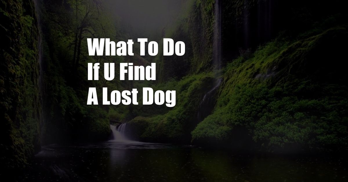 What To Do If U Find A Lost Dog