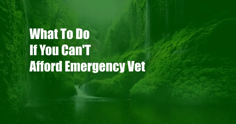 What To Do If You Can'T Afford Emergency Vet