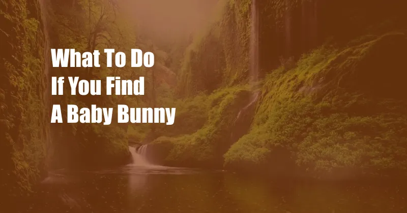 What To Do If You Find A Baby Bunny