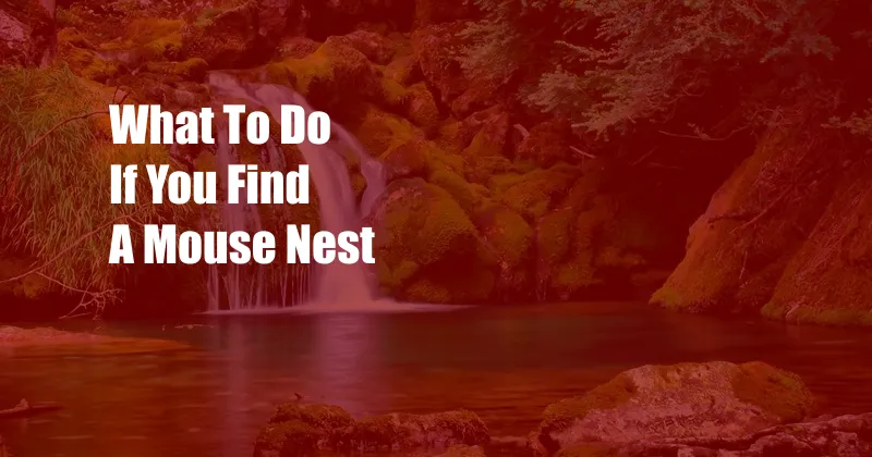 What To Do If You Find A Mouse Nest