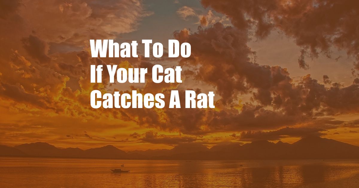 What To Do If Your Cat Catches A Rat