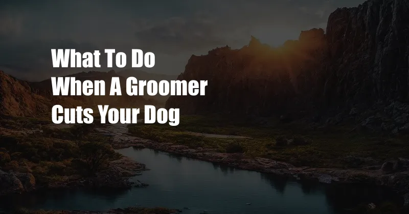 What To Do When A Groomer Cuts Your Dog