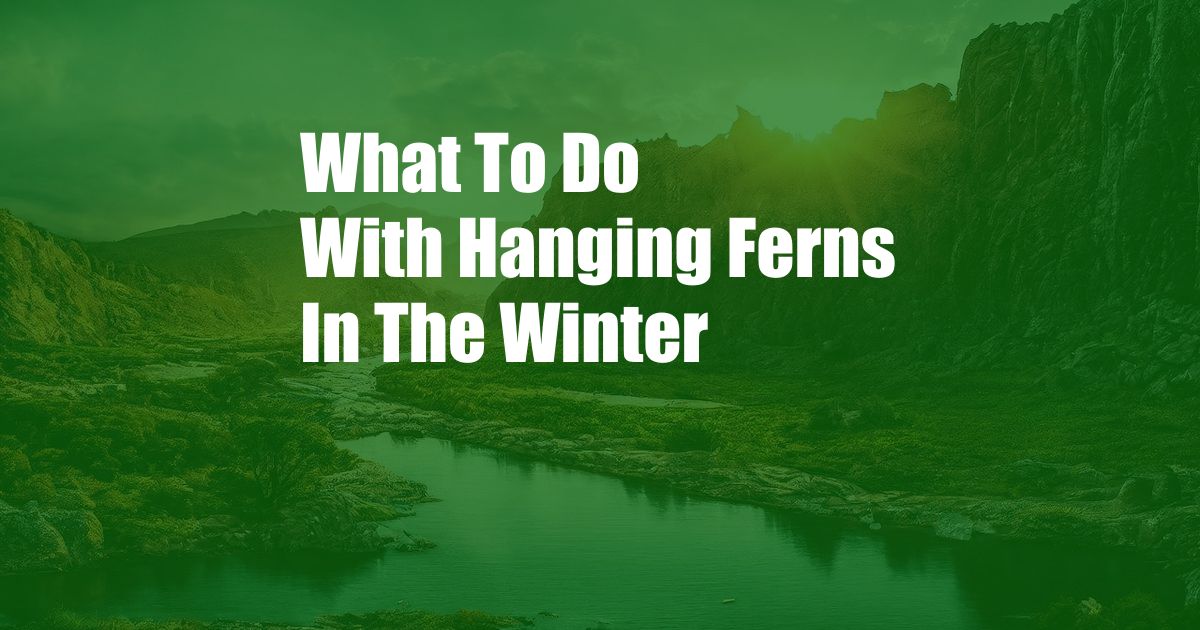 What To Do With Hanging Ferns In The Winter