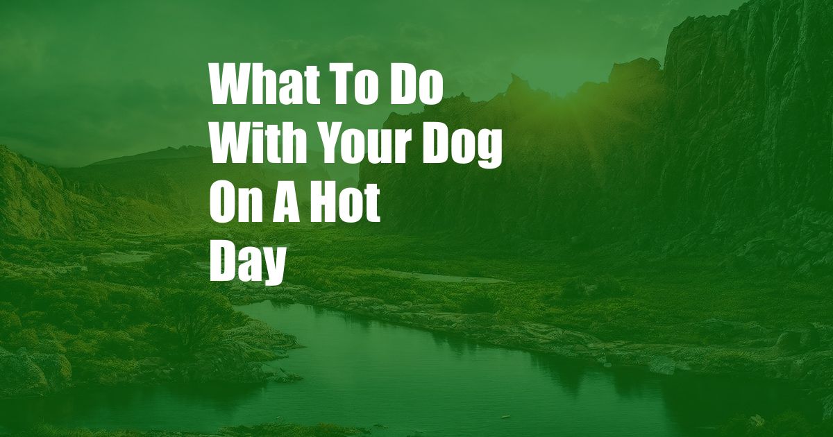 What To Do With Your Dog On A Hot Day