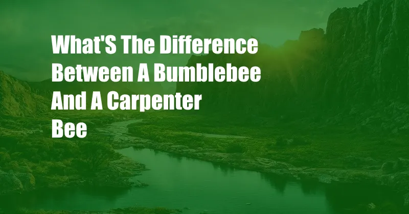 What'S The Difference Between A Bumblebee And A Carpenter Bee