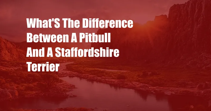 What'S The Difference Between A Pitbull And A Staffordshire Terrier