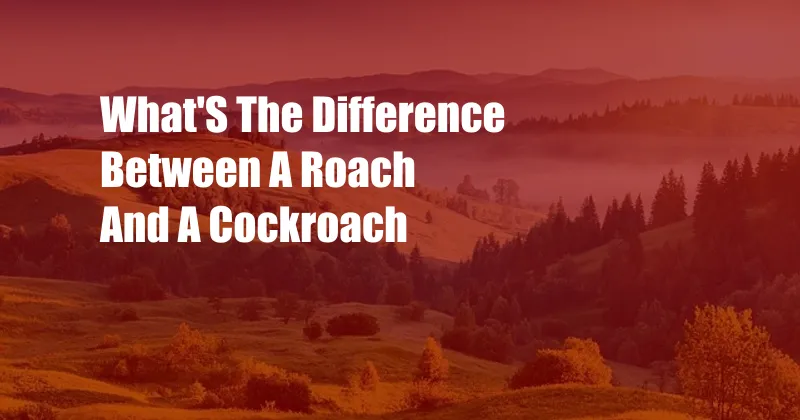 What'S The Difference Between A Roach And A Cockroach