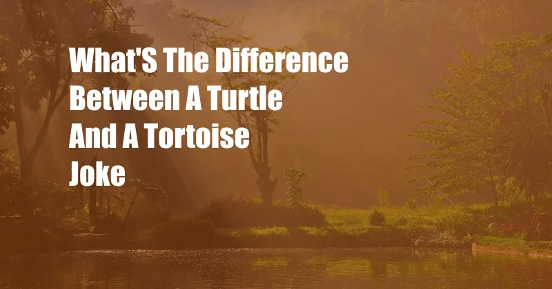 What'S The Difference Between A Turtle And A Tortoise Joke