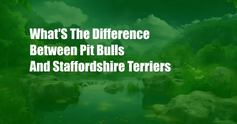 What'S The Difference Between Pit Bulls And Staffordshire Terriers