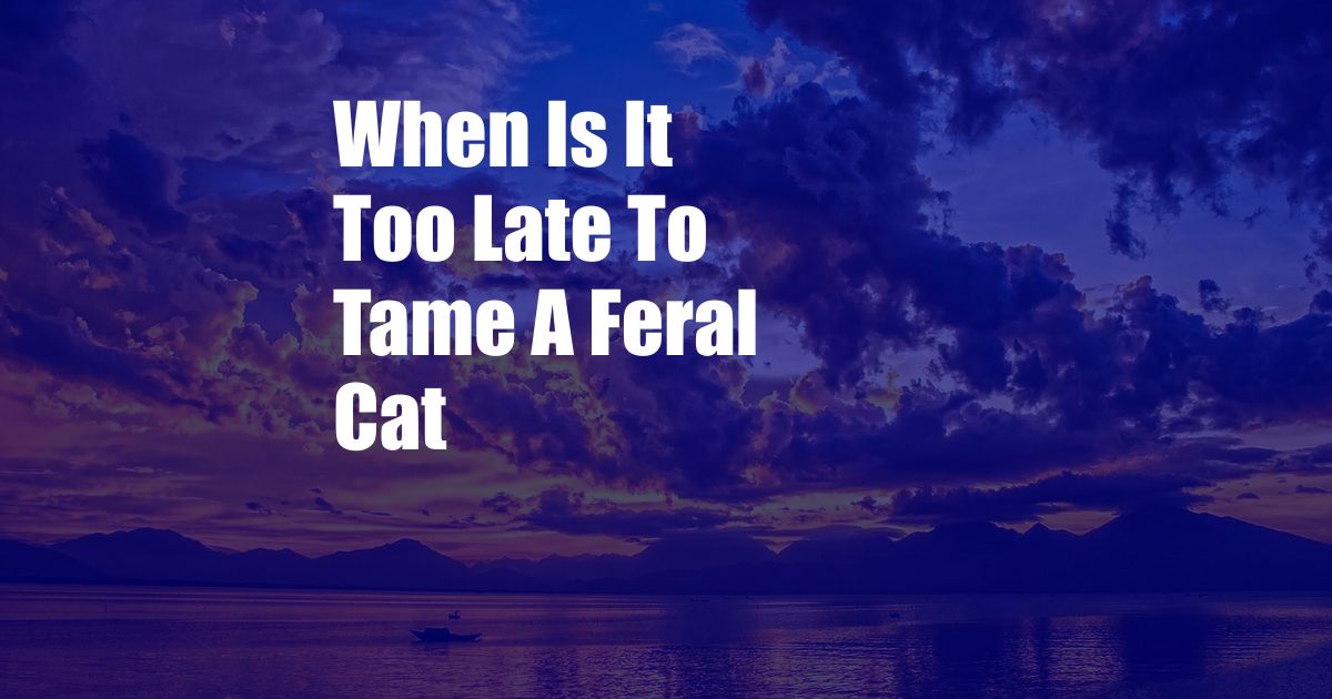 When Is It Too Late To Tame A Feral Cat