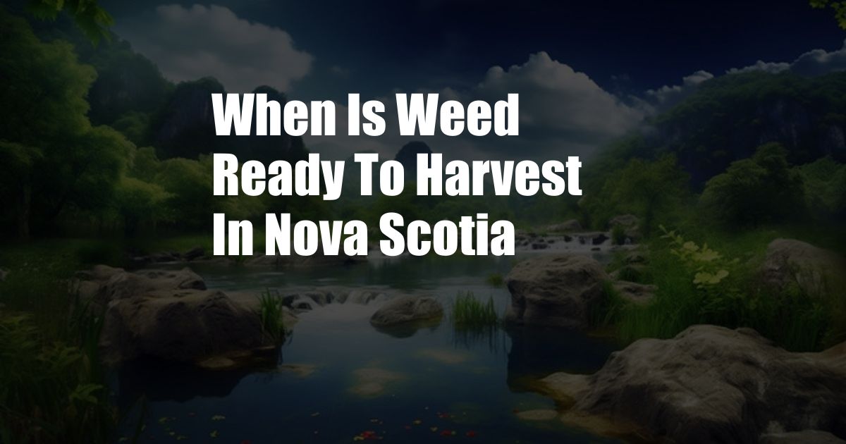 When Is Weed Ready To Harvest In Nova Scotia