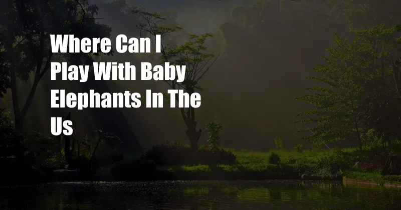 Where Can I Play With Baby Elephants In The Us