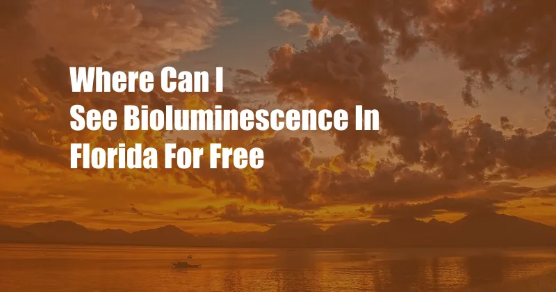 Where Can I See Bioluminescence In Florida For Free