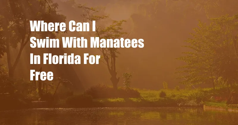 Where Can I Swim With Manatees In Florida For Free