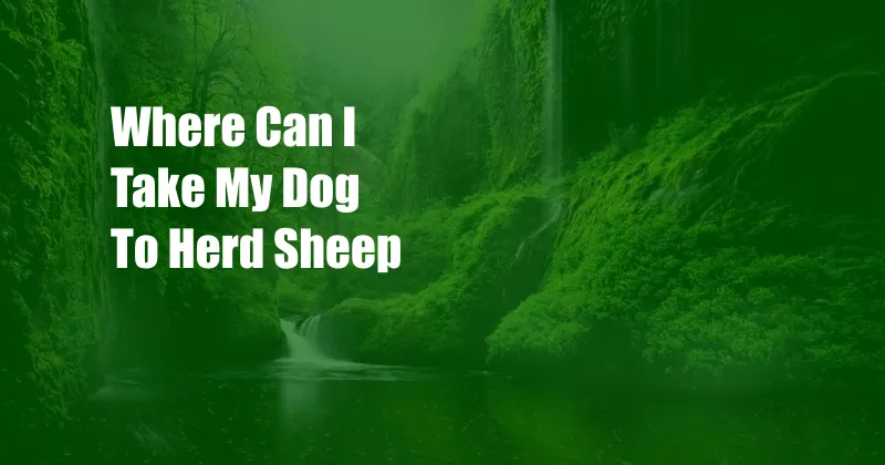 Where Can I Take My Dog To Herd Sheep