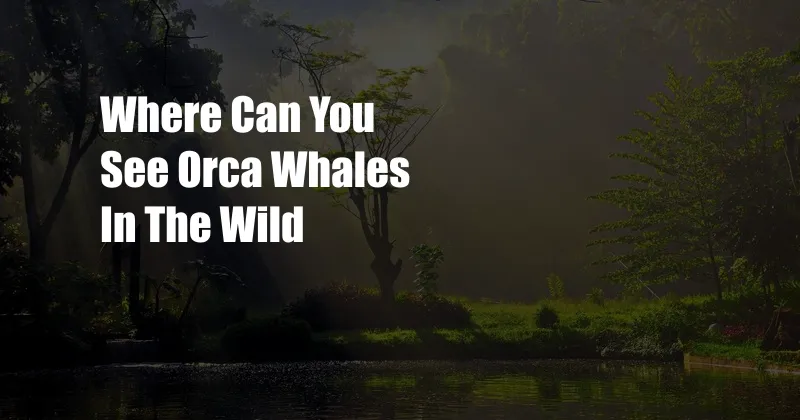 Where Can You See Orca Whales In The Wild