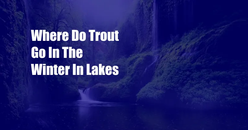 Where Do Trout Go In The Winter In Lakes