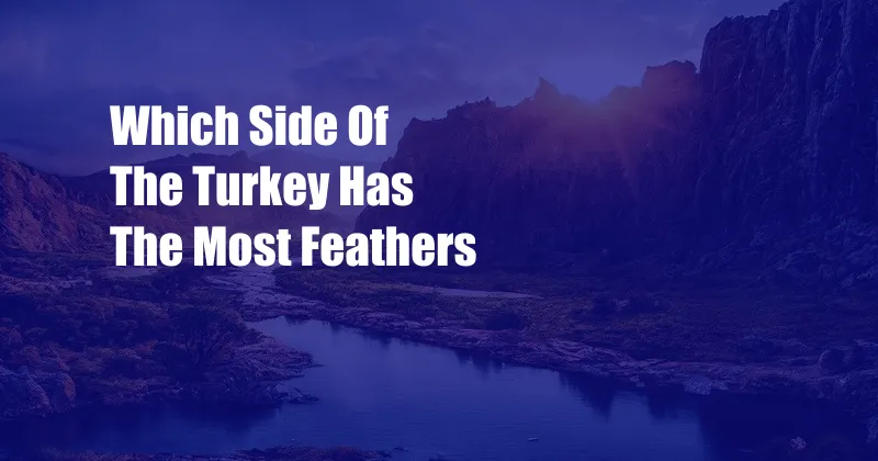Which Side Of The Turkey Has The Most Feathers