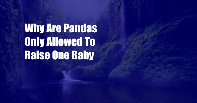 Why Are Pandas Only Allowed To Raise One Baby