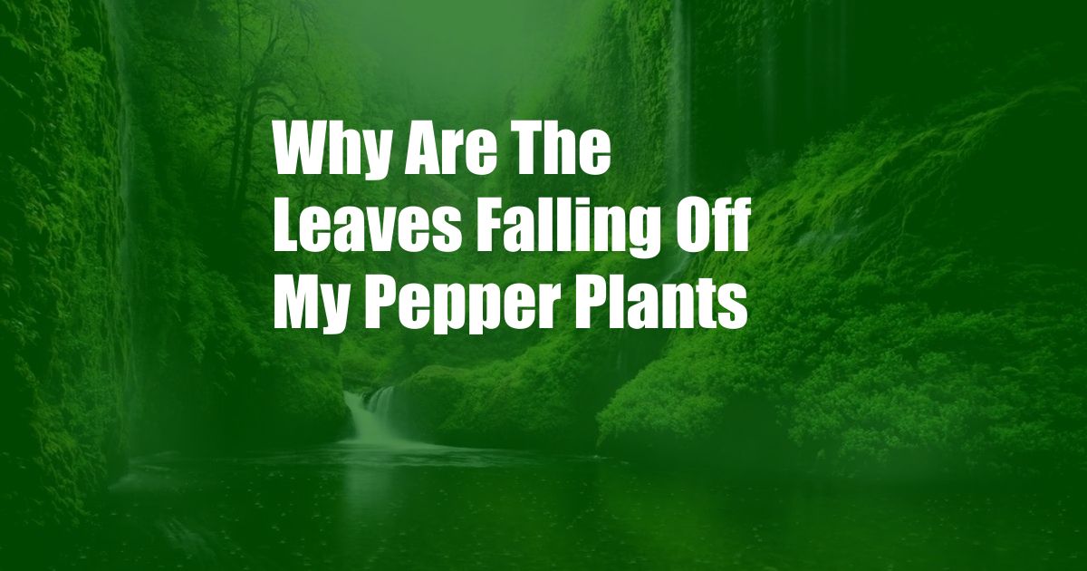 Why Are The Leaves Falling Off My Pepper Plants