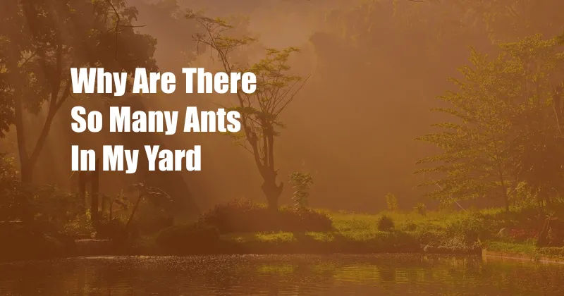 Why Are There So Many Ants In My Yard