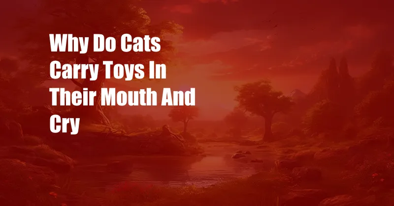 Why Do Cats Carry Toys In Their Mouth And Cry
