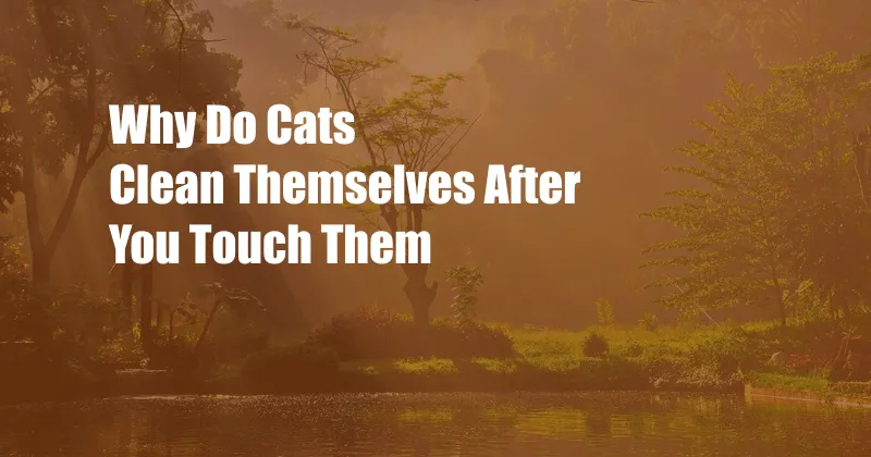 Why Do Cats Clean Themselves After You Touch Them