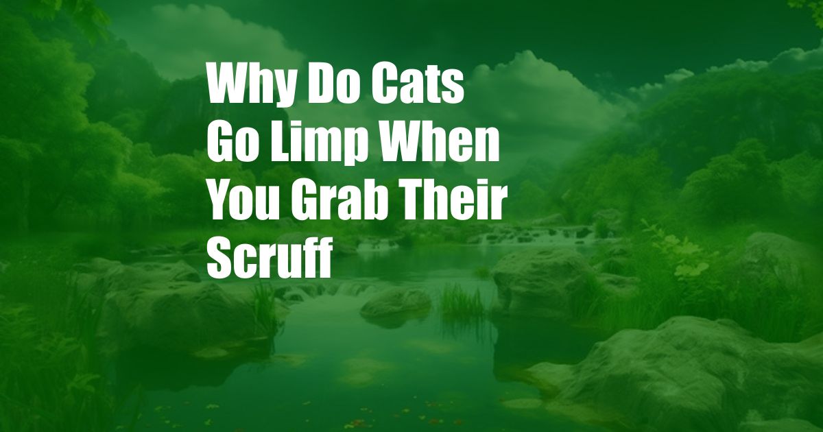 Why Do Cats Go Limp When You Grab Their Scruff