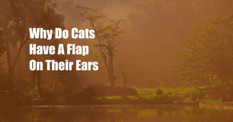 Why Do Cats Have A Flap On Their Ears