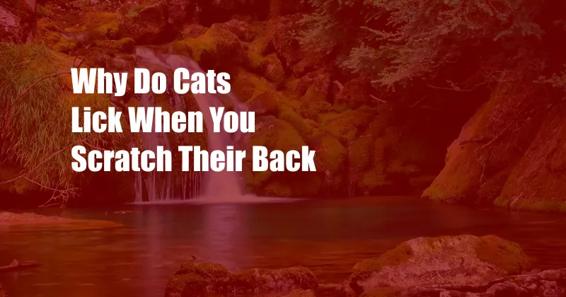 Why Do Cats Lick When You Scratch Their Back