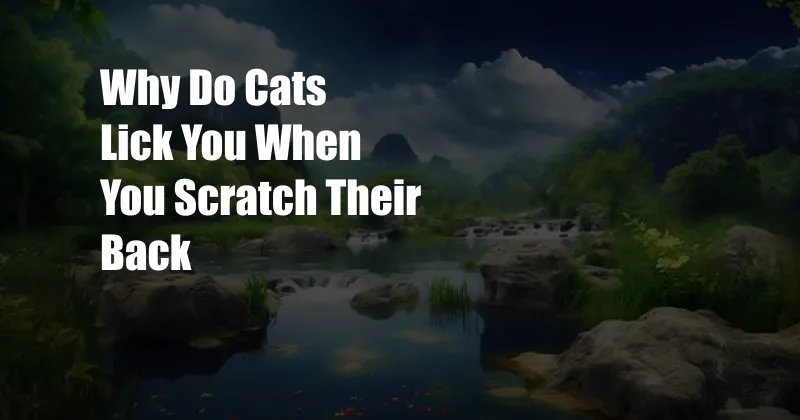 Why Do Cats Lick You When You Scratch Their Back