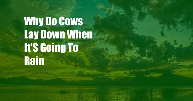 Why Do Cows Lay Down When It'S Going To Rain