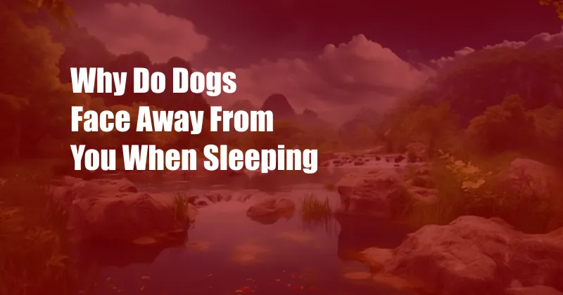 Why Do Dogs Face Away From You When Sleeping