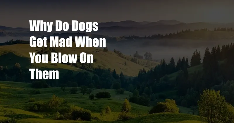 Why Do Dogs Get Mad When You Blow On Them