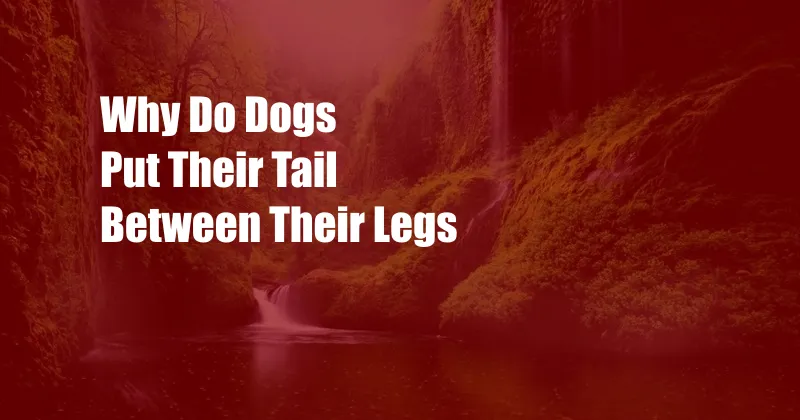 Why Do Dogs Put Their Tail Between Their Legs